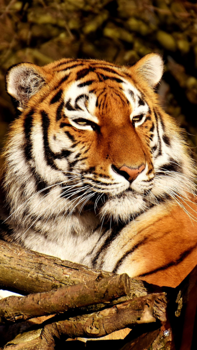 Tiger Handy-Hintergründbilder