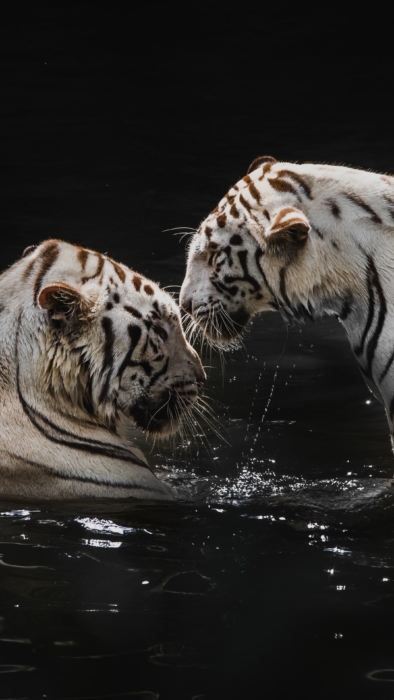 Papéis de parede de tigre branco para iphone e android.