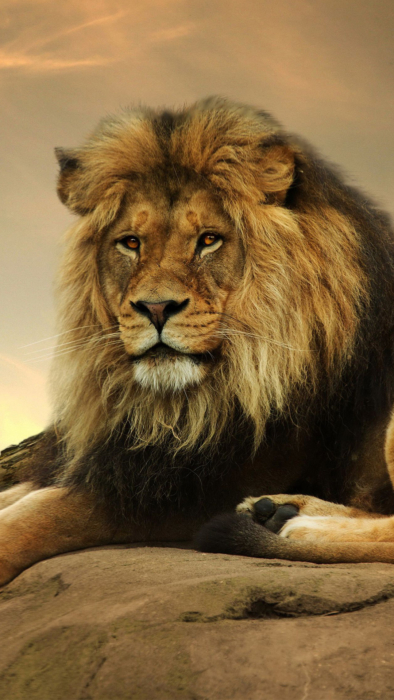 Lev pozadí pro váš mobilní telefon