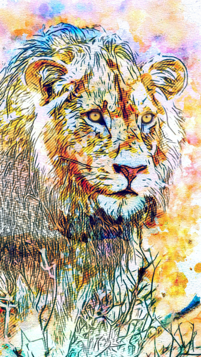 Lion Phone Wallpaper