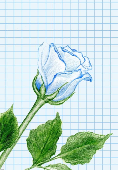 Kresby a obrázky růží pro skicování