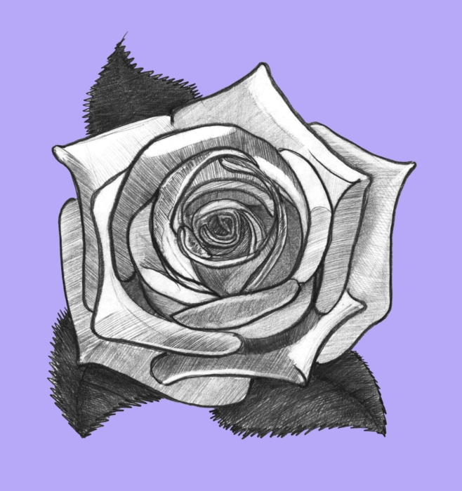 Disegni e immagini di rose per lo schizzo