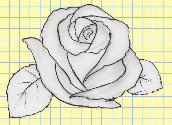 Kresby a obrázky růží pro skicování