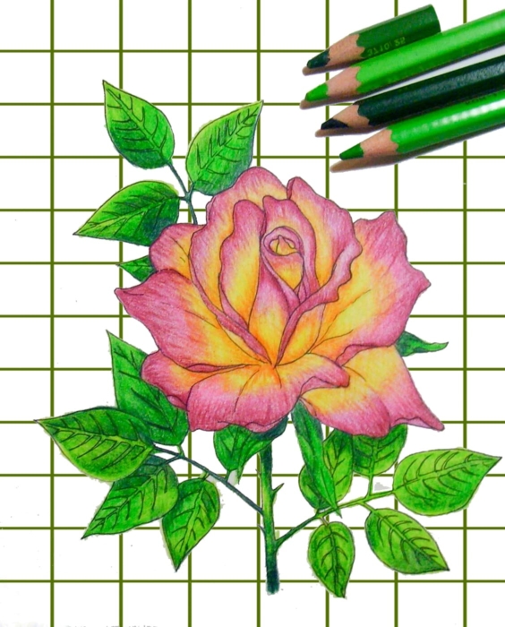 Rosen Zeichnungen und Bilder zum Skizzieren