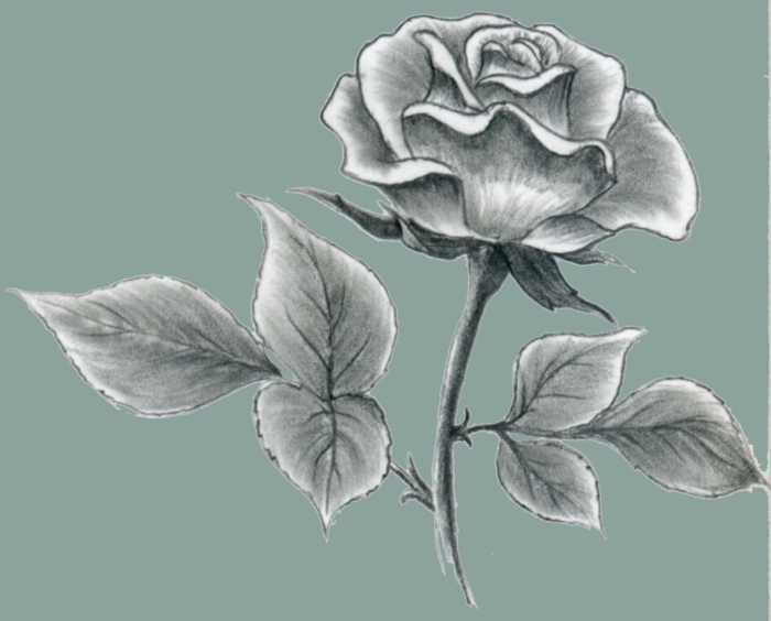 رسومات الورود وصور للرسم