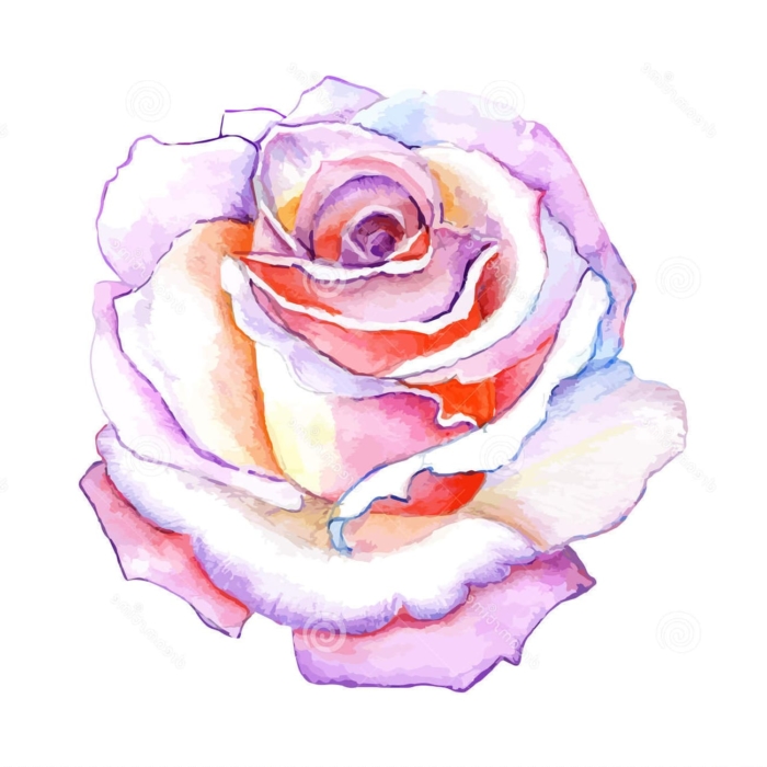 Rysunki i zdjęcia róż do szkicowania