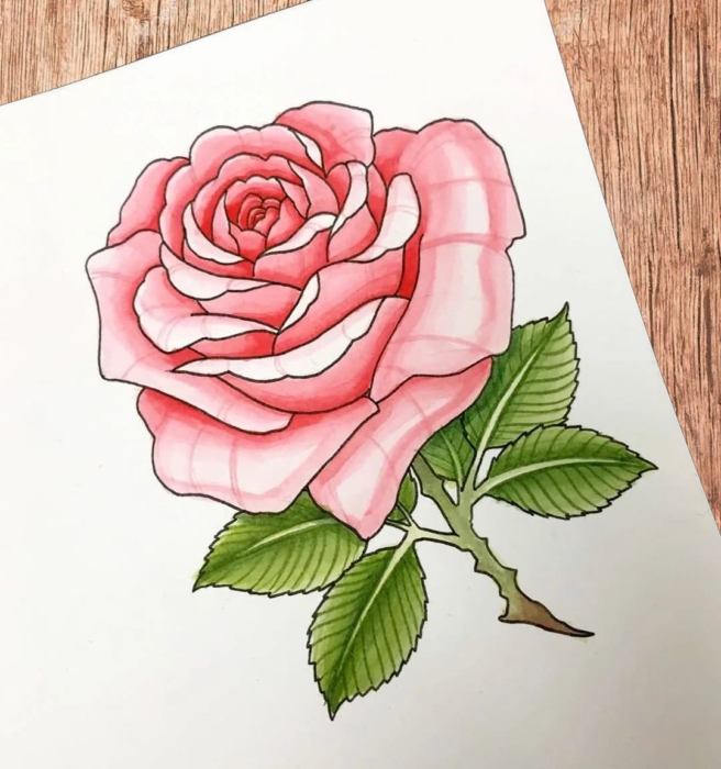 Rosas desenhos e fotos para esboçar