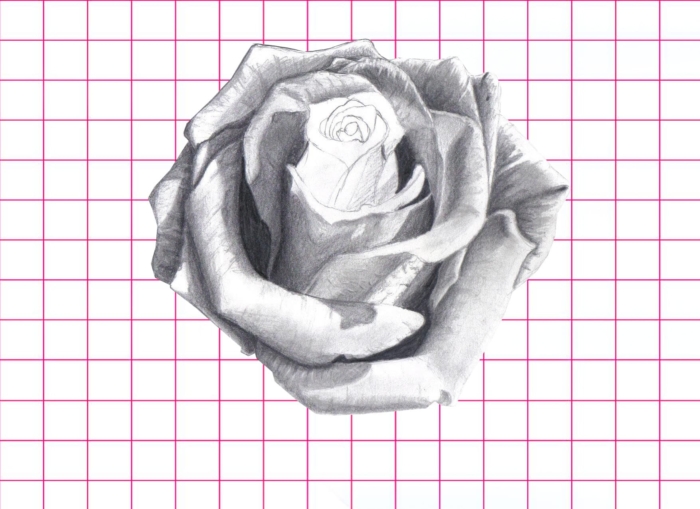 Roses Drawings And Pictures For Sketching