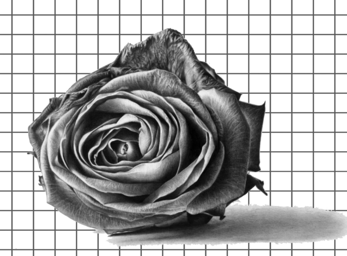 スケッチのためのバラの図面と写真