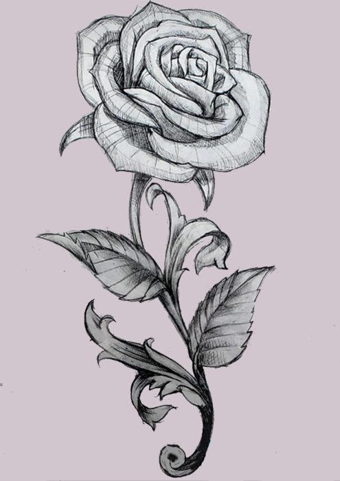 Rysunki i zdjęcia róż do szkicowania