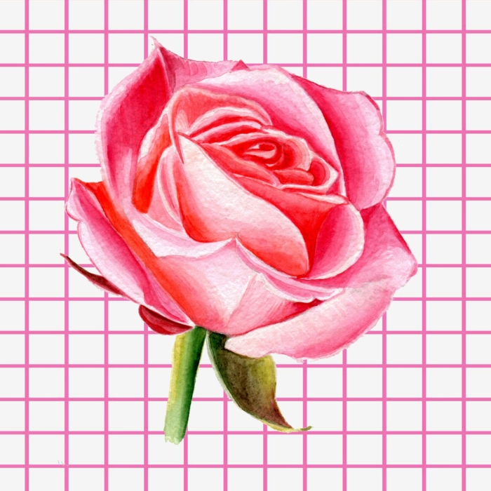 Dibujos e imágenes de rosas para dibujar