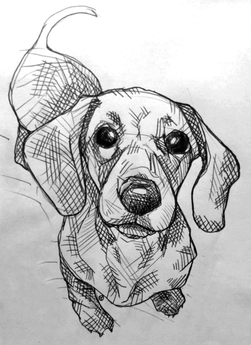 Dogs Drawings And Pictures For Sketching
