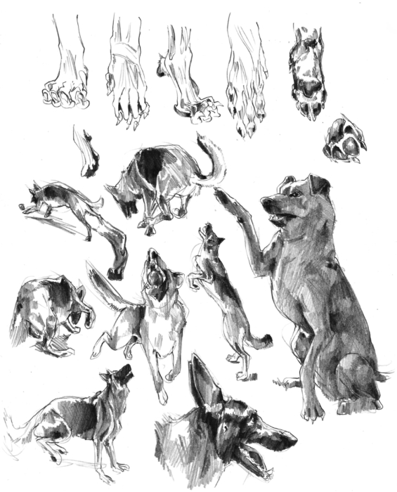 Dogs Drawings And Pictures For Sketching