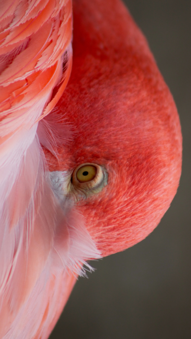 Flamingo papel de parede do telefone