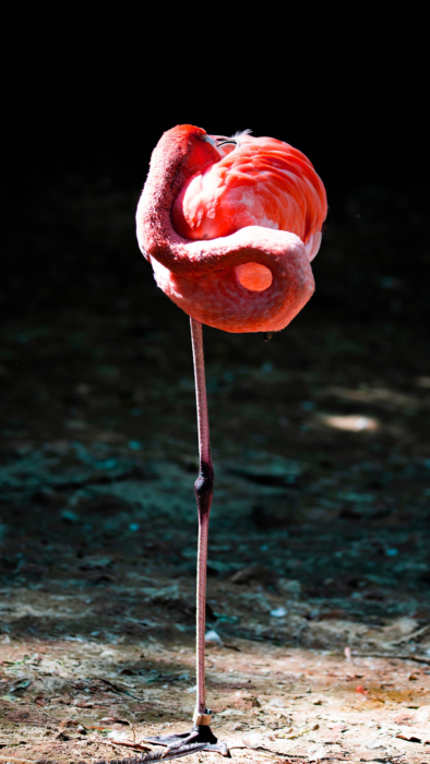 Flamingo-Hintergrundbild für das Handy