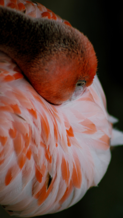 Flamingo papel de parede do telefone