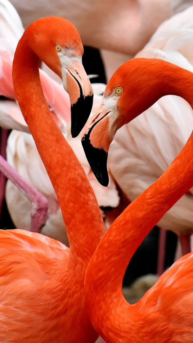 Flamingo tapeta na telefon