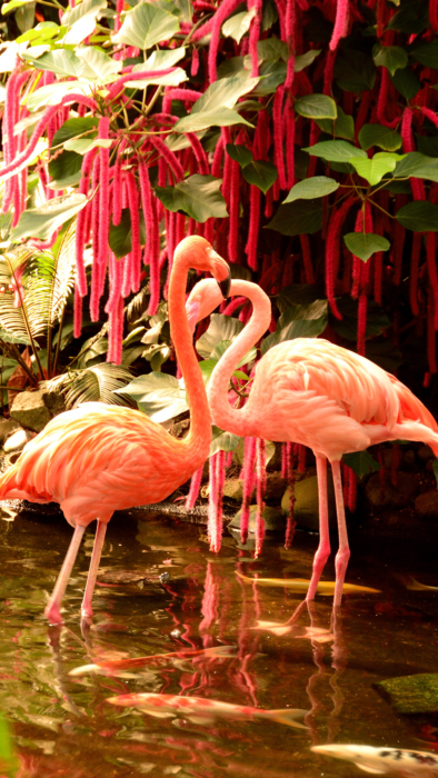Фламинго телефонные обои, большая коллекция