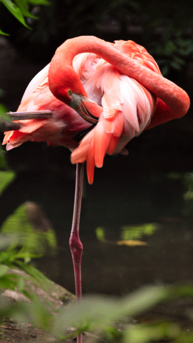 Flamingo tapeta na telefon