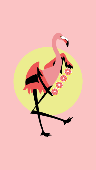 Wallpaper Flamingo Greater Flamingo Bird Water Beak Background   Download Free Image
