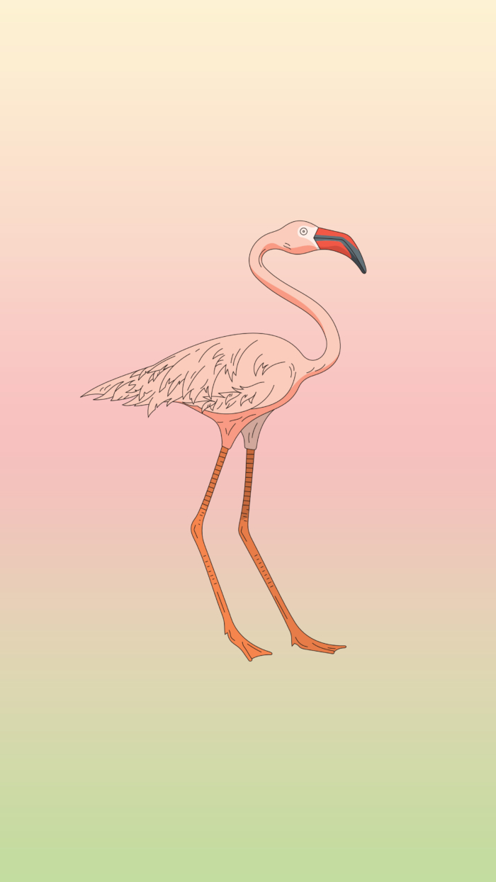 Flamingo Phone Wallpaper