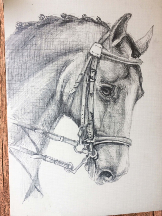 Horse Drawings For Sketching - 100 Pictures For Free