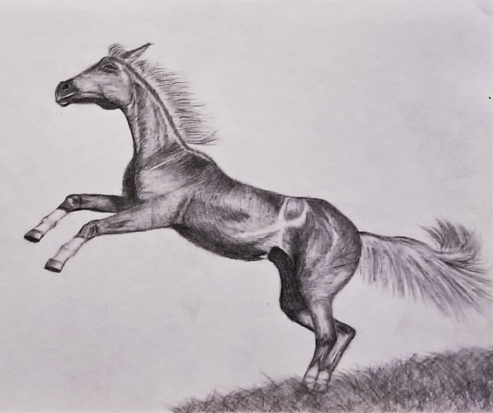 Desenhos de cavalos para esboçar - 100 imágenes grátis