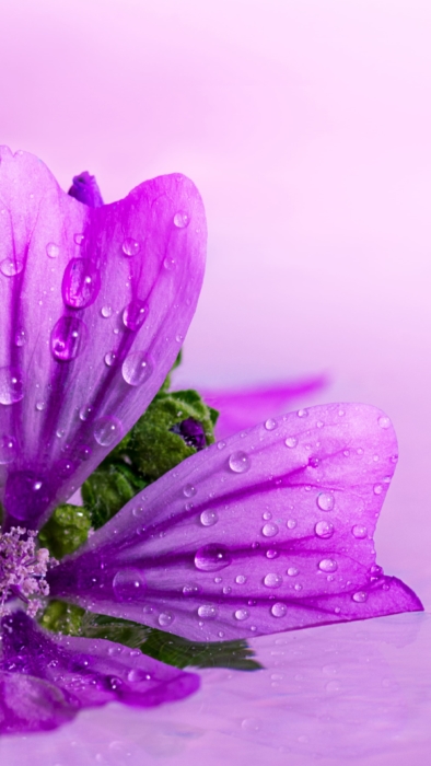 Purple Wallpapers For Your Phone HD