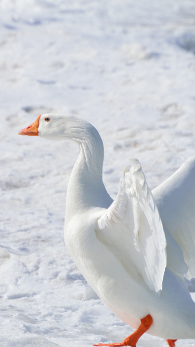 Fonds d'écran de téléphone blanc - 100 images blanches 2k, 4k