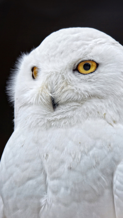 Blancos fondos de pantalla celular 2k, 4k