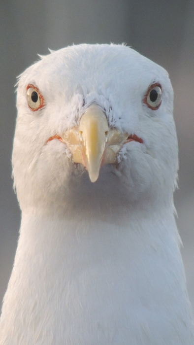 Fonds d'écran de téléphone blanc - 100 images blanches 2k, 4k