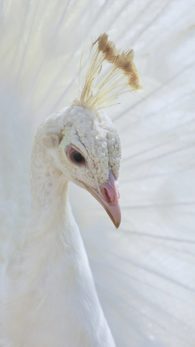 Fonds d'écran de téléphone blanc - 100 images blanches 2k, 4k