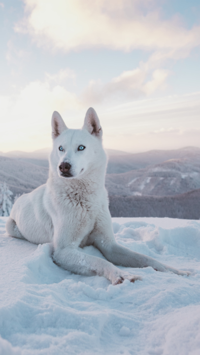 Blancos fondos de pantalla celular 2k, 4k