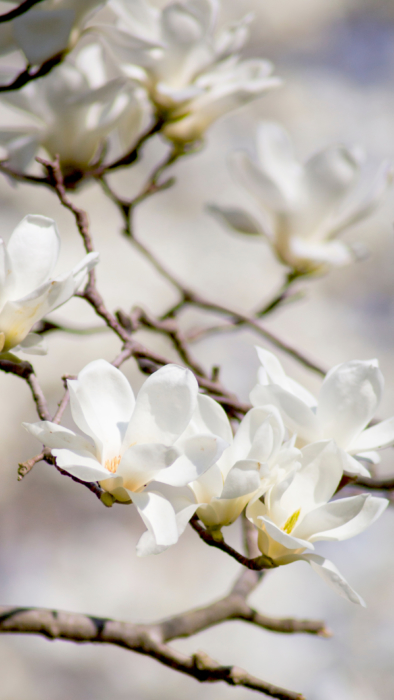 Fonds d'écran de téléphone blanc - 100 images blanches 2k, 4k