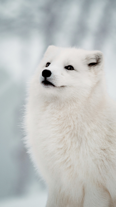 Fonds d'écran de téléphone blanc - 100 images blanches 2k, 4k