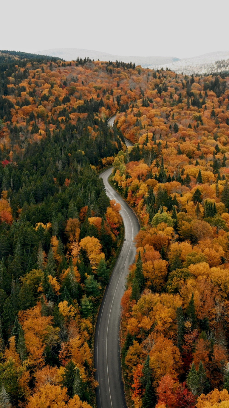 Autumn Phone Wallpapers - 120 Pictures of The Fall 2k and 4k