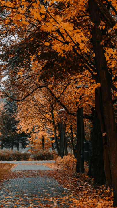 Podzimní tapety na telefon - 120 obrázků 2k a 4k