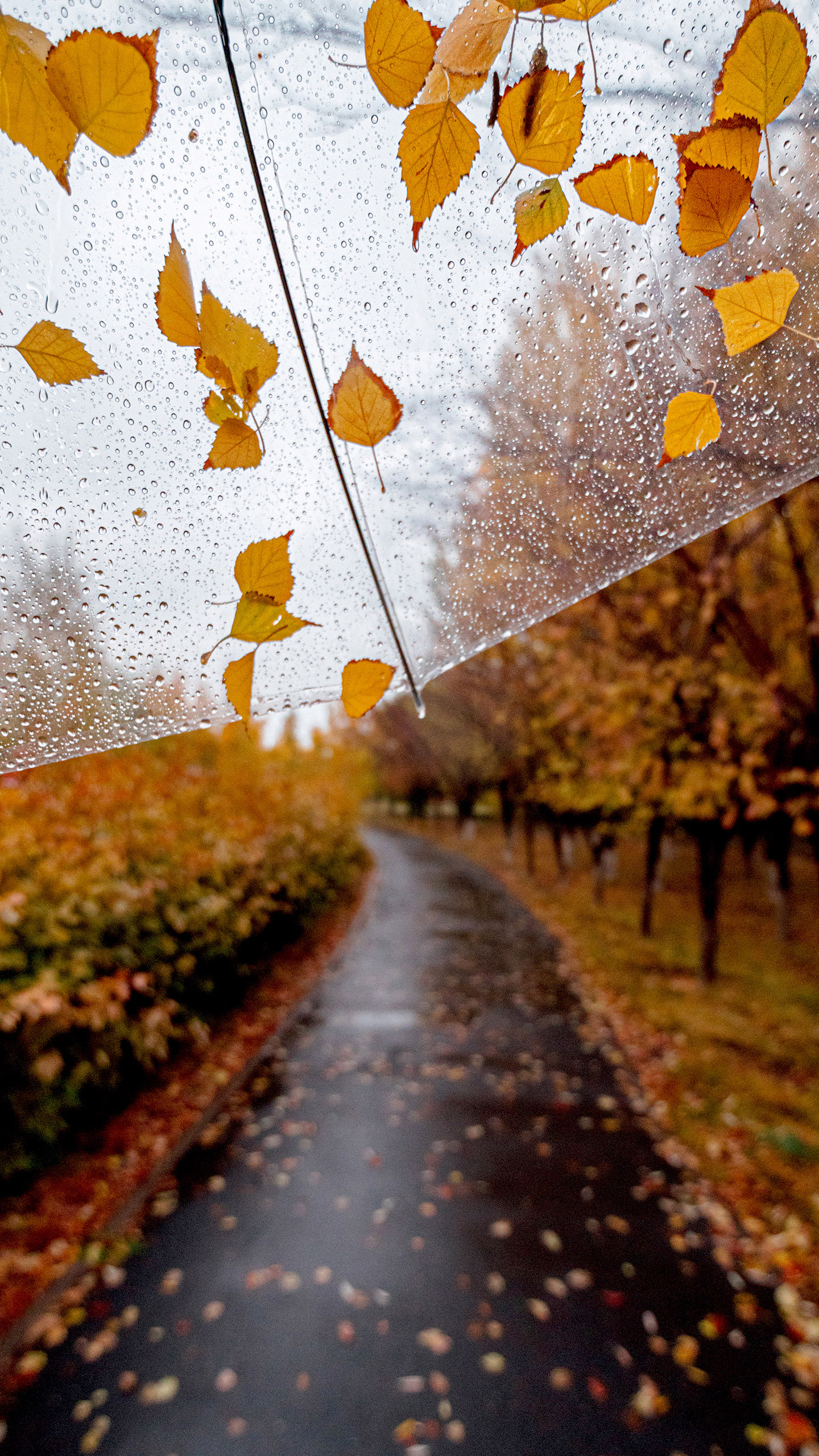 Autumn rain bbc
