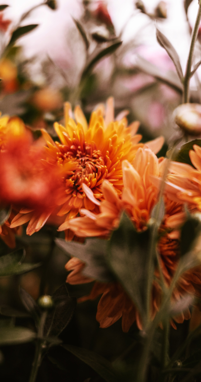 Podzimní květiny tapety na mobil 2k, 4k zdarma