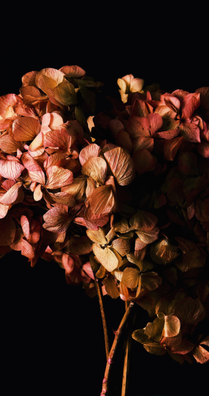 Осенние цветы обои на телефон 2k, 4k бесплатно