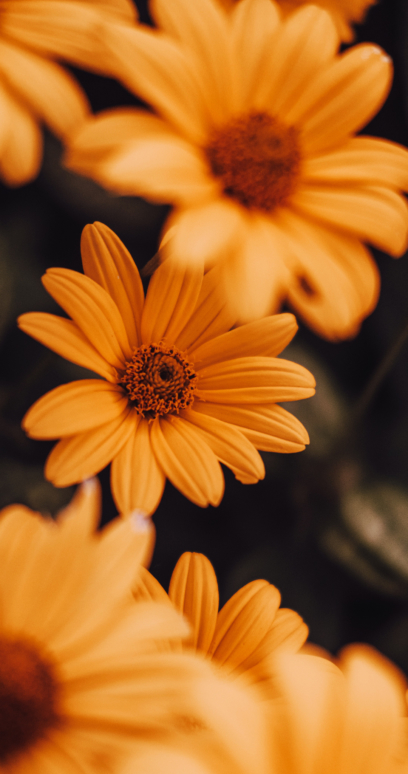 Autumn Flowers Phone Wallpapers 2k, 4k for free