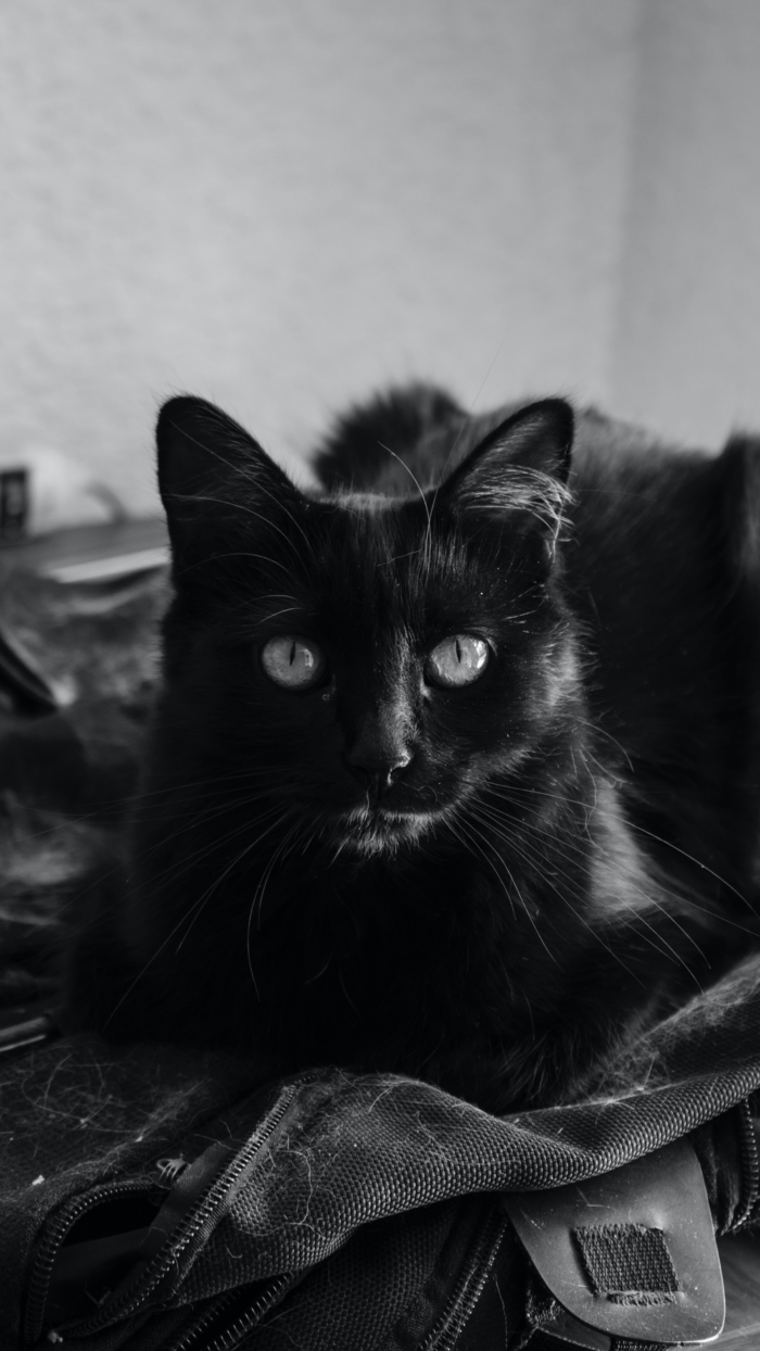 Black Cat Phone Wallpapers 2k4k For Free