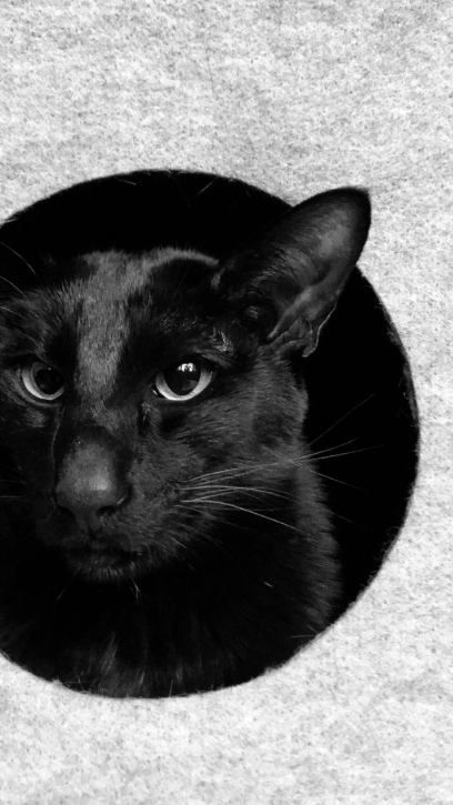 Schwarze Katzen Handy-Hintergründe 2k-4k kostenlose
