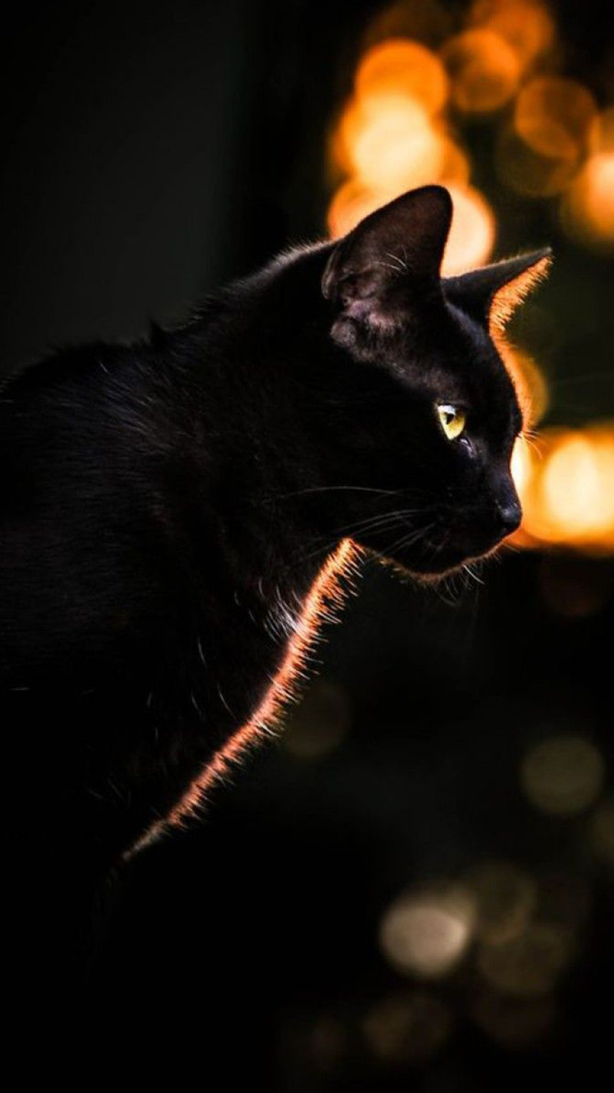 Fondos de pantalla celular de gatos