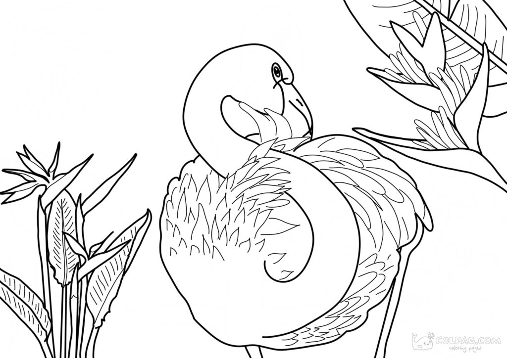 Flamingo Coloring Pages to Print Online