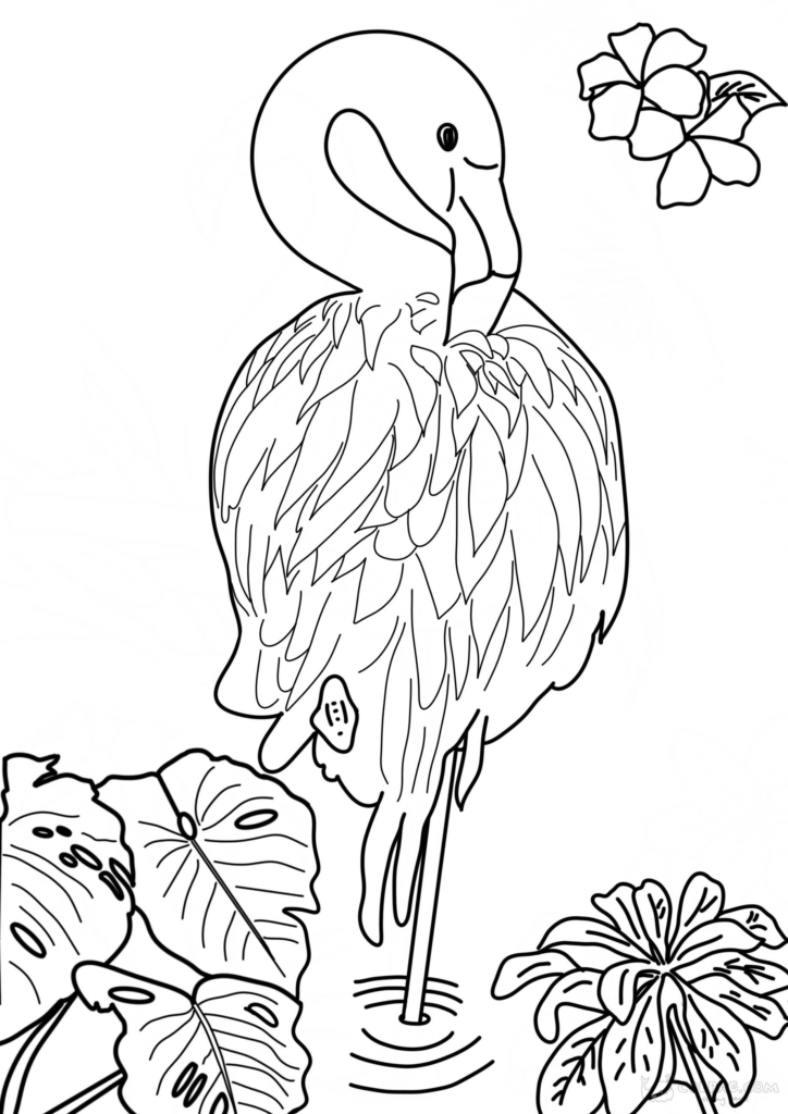 Desenhos do flamingo para colorir e imprimir online