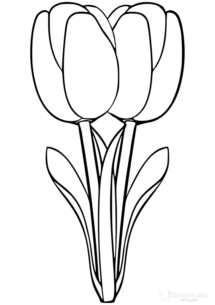 Dibujos de tulipanes para colorear gratis