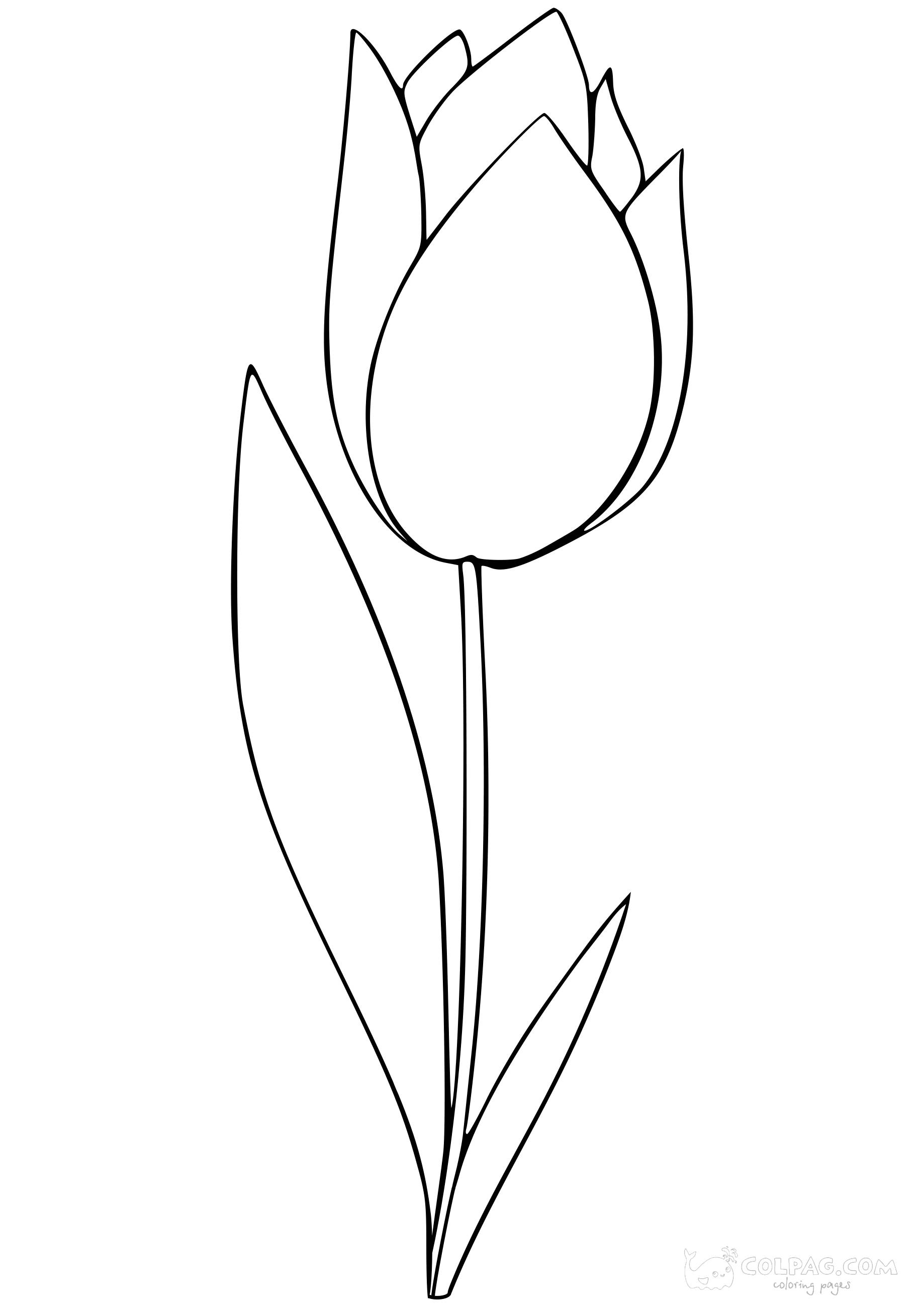 tulip-colpag-coloring-page-10