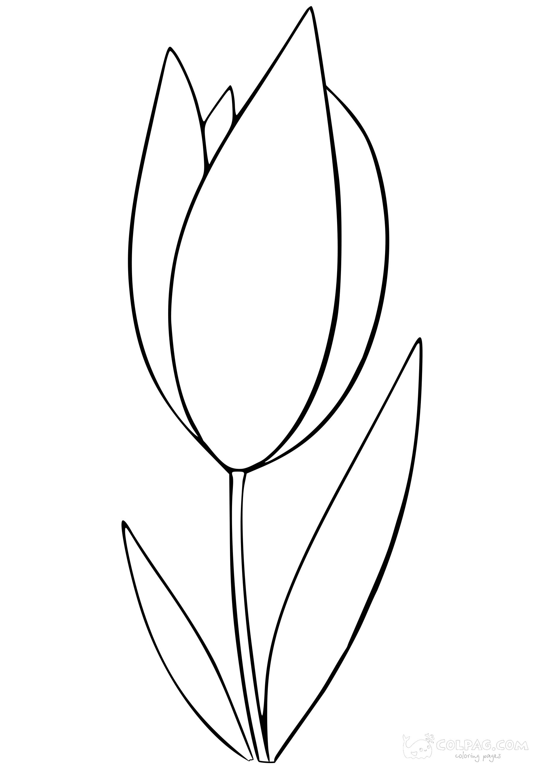 tulip-colpag-coloring-page-13