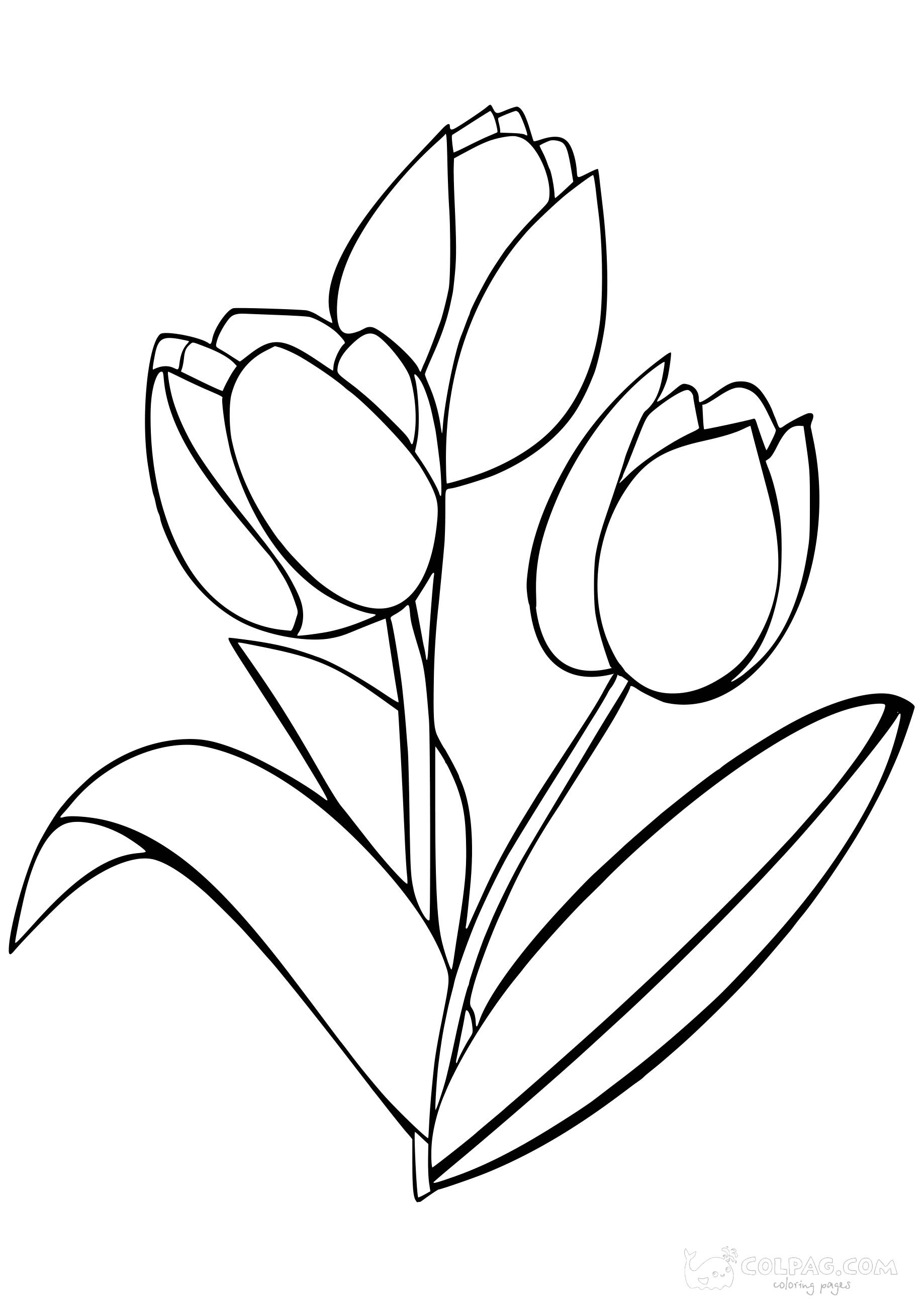 tulip-colpag-coloring-page-14